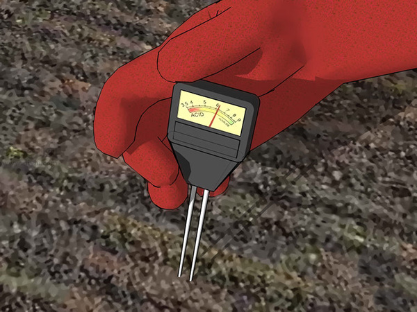 花园种植辣椒的准备工作 来看种植辣椒的方法 - 功圣花卉