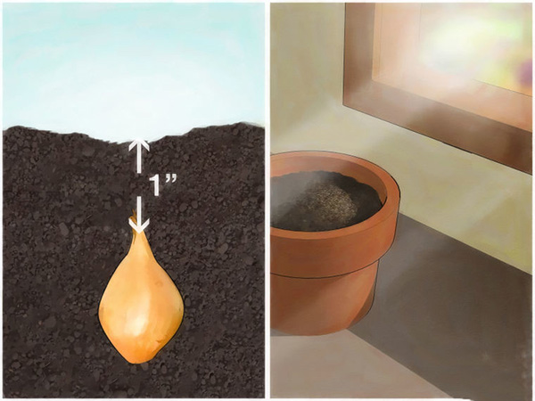 怎样在室内花盆里种植葱 一起学种植大葱步骤(图3)