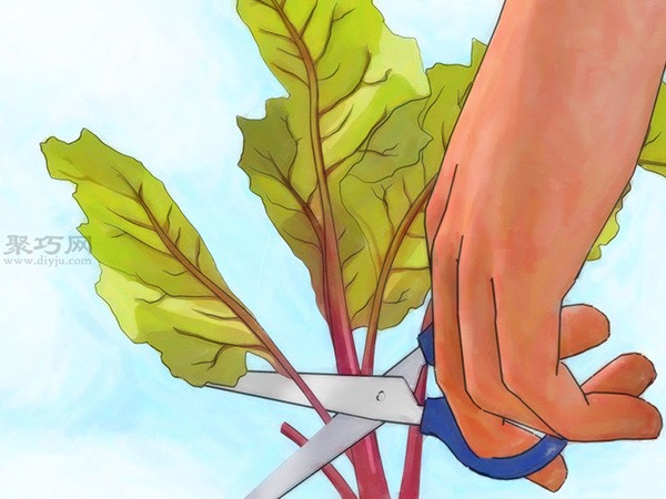 怎么样收获萝卜 种植萝卜图片教程 - 功圣花卉