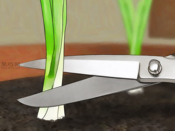 怎样在室内花盆里种植葱 一起学种植大葱步骤(图4)