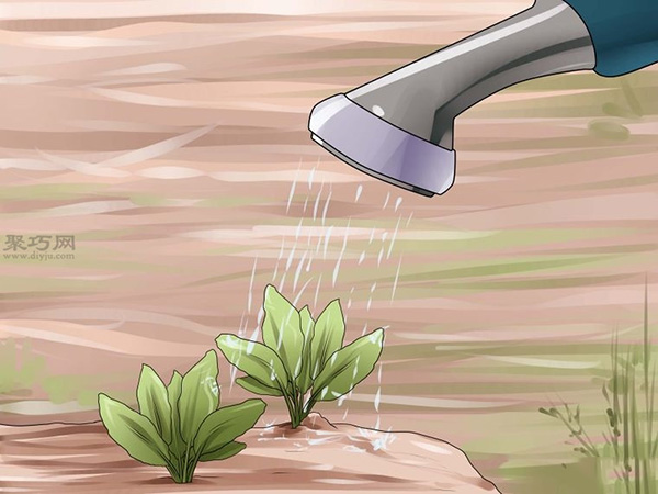 栽种甜菜方法 如何栽种甜菜(图5)