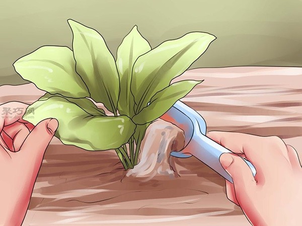 栽种甜菜方法 如何栽种甜菜(图7)