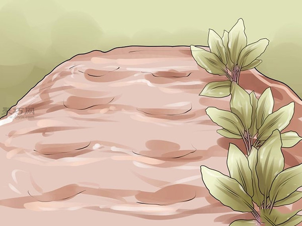 栽种甜菜方法 如何栽种甜菜(图9)