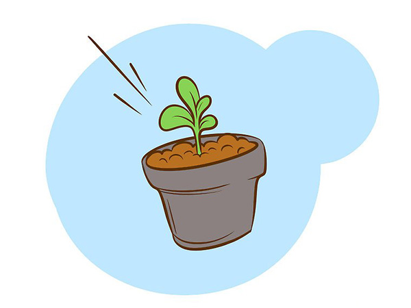 栽种甜石竹图片教程 怎么样栽种甜石竹(图2)