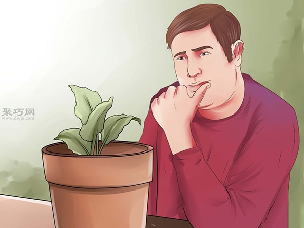 栽种甜菜方法 如何栽种甜菜(图2)