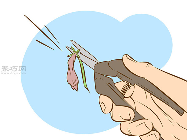 栽种甜石竹图片教程 怎么样栽种甜石竹(图11)