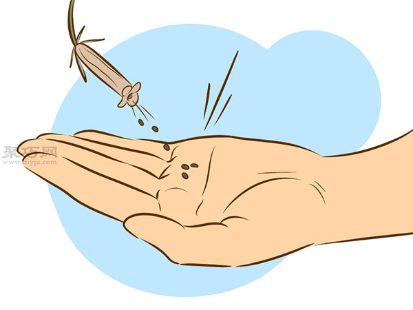 栽种甜石竹图片教程 怎么样栽种甜石竹(图13)