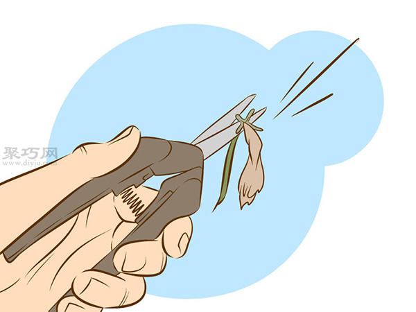 栽种甜石竹图片教程 怎么样栽种甜石竹(图14)