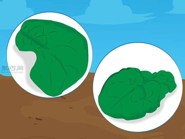 种植菠菜方法 怎么种植菠菜(图2)