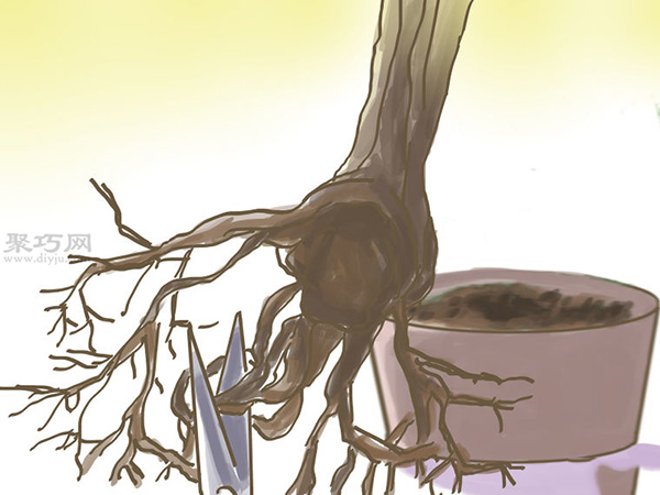 种橄榄步骤 怎么样种橄榄(图14) 种橄榄步骤 怎么样种橄榄(图14)