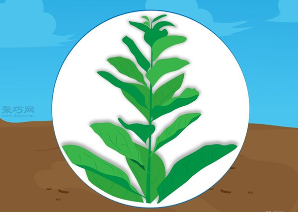 种植菠菜方法 怎么种植菠菜(图3)