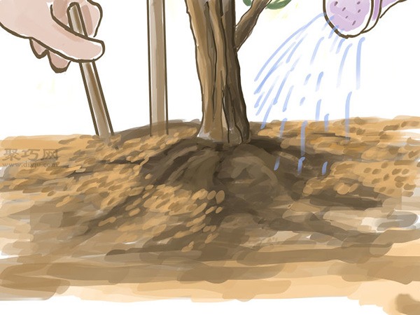 种橄榄步骤 怎么样种橄榄(图16)