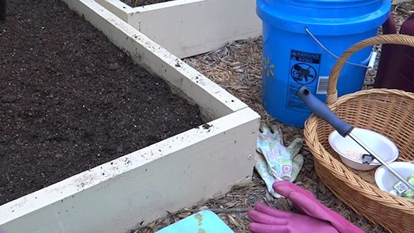 种植菠菜方法 怎么种植菠菜(图4)