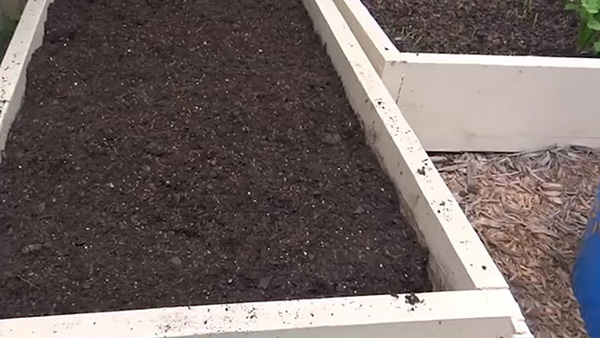 种植菠菜方法 怎么种植菠菜(图5)