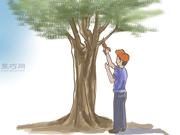 种橄榄步骤 怎么样种橄榄(图18)