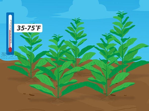 种植菠菜方法 怎么种植菠菜 - 功圣花卉