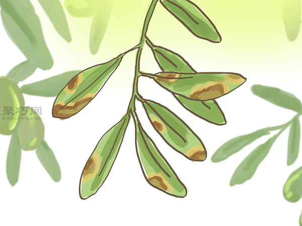 种橄榄步骤 怎么样种橄榄(图21) 种橄榄步骤 怎么样种橄榄(图21)