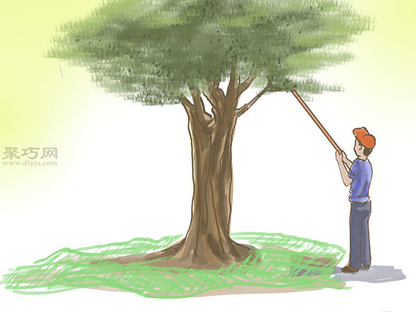 种橄榄步骤 怎么样种橄榄(图23)