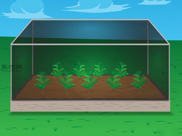 种植菠菜方法 怎么种植菠菜(图15)