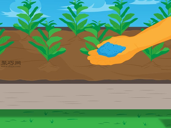 种植菠菜方法 怎么种植菠菜(图16)