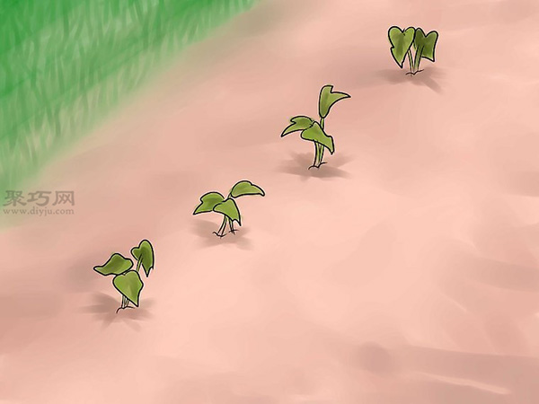 如何种植红薯 教你种植红薯教程 - 功圣花卉