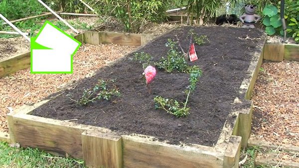 种植玫瑰教程 怎么种植玫瑰(图4)