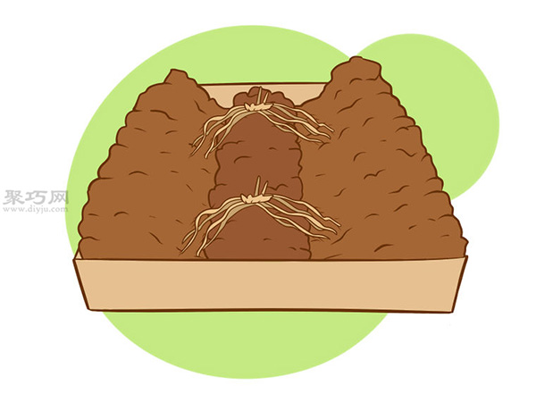 怎么样种植一年花冠芦笋 种芦笋教程图解(图5)