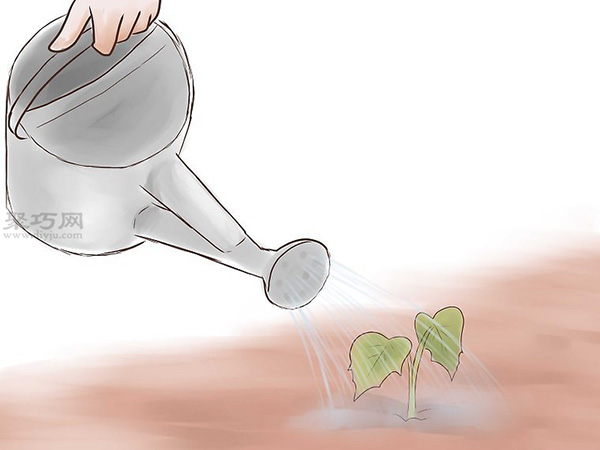 如何种植红薯 教你种植红薯教程(图3)