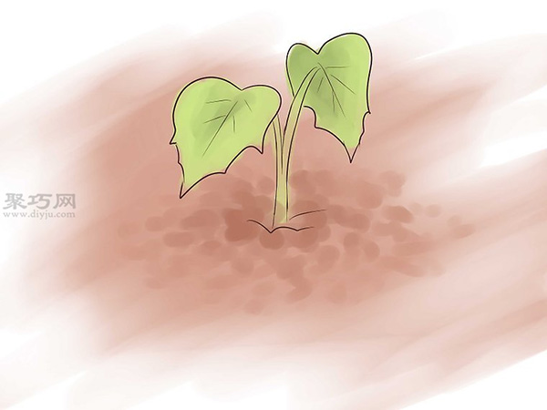 如何种植红薯 教你种植红薯教程(图2)