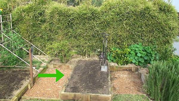 种植玫瑰教程 怎么种植玫瑰(图2)