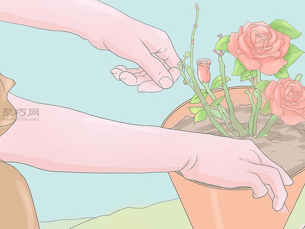 种植玫瑰教程 怎么种植玫瑰(图12)