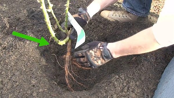 种植玫瑰教程 怎么种植玫瑰(图7)