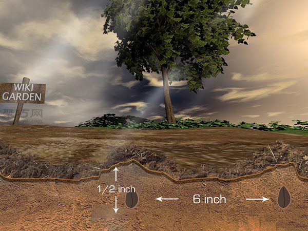 种植甘蓝图解教程 如何种植甘蓝(图7)