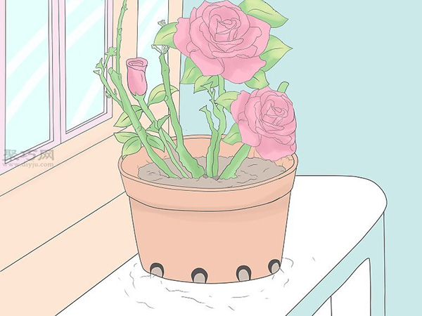 种植玫瑰教程 怎么种植玫瑰(图13)