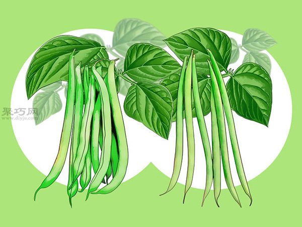 怎么样种植豆类 种植豆类和豌豆教程图解(图2)