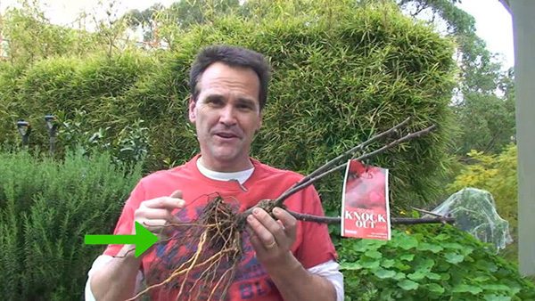 种植玫瑰教程 怎么种植玫瑰 - 功圣花卉