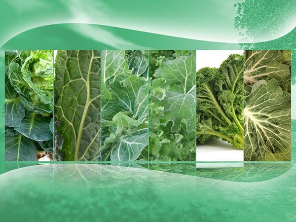 种植甘蓝图解教程 如何种植甘蓝 - 功圣花卉