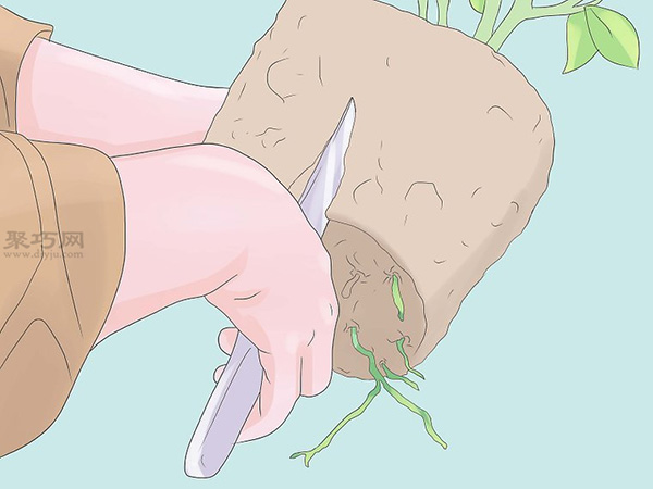 种植玫瑰教程 怎么种植玫瑰(图16)