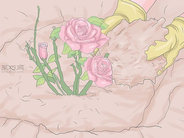 种植玫瑰教程 怎么种植玫瑰(图18)