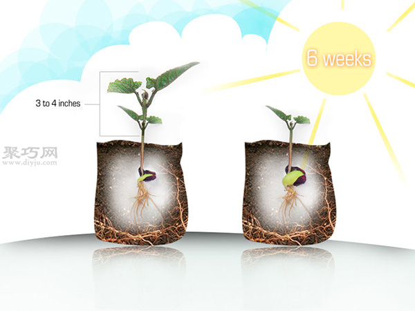 种植甘蓝图解教程 如何种植甘蓝(图9)