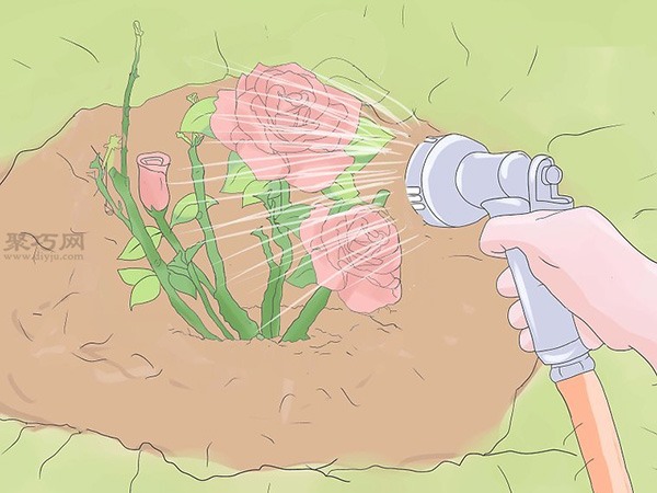 种植玫瑰教程 怎么种植玫瑰(图19)