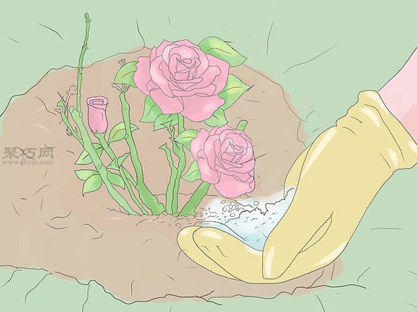 种植玫瑰教程 怎么种植玫瑰(图22)