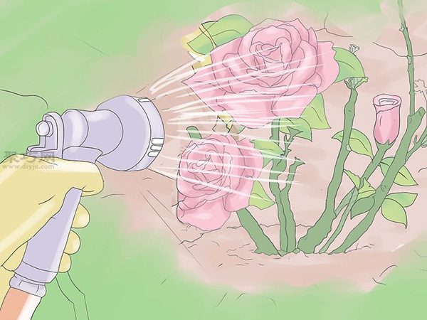 种植玫瑰教程 怎么种植玫瑰(图20)