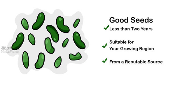 让种子发芽图片教程 怎么样让种子发芽 - 功圣花卉