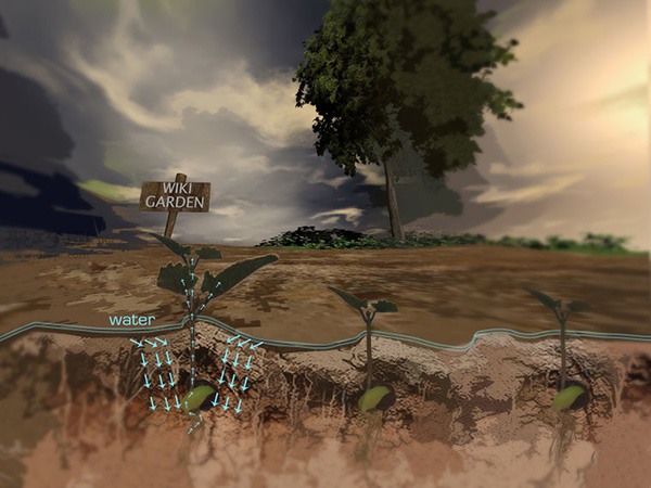 种植甘蓝图解教程 如何种植甘蓝(图15)