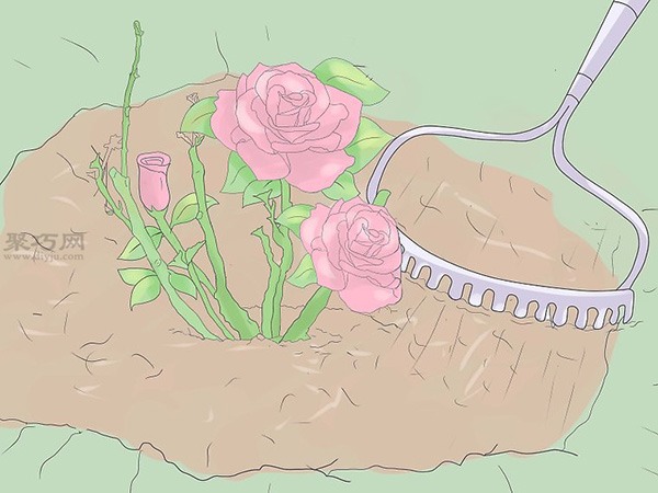 种植玫瑰教程 怎么种植玫瑰(图21)