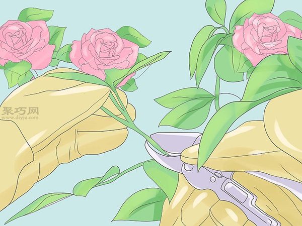 种植玫瑰教程 怎么种植玫瑰(图23)
