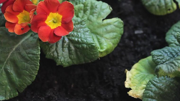怎么样养护花朵 教你种花步骤(图2)