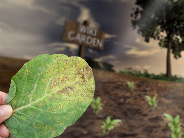 种植甘蓝图解教程 如何种植甘蓝(图18)