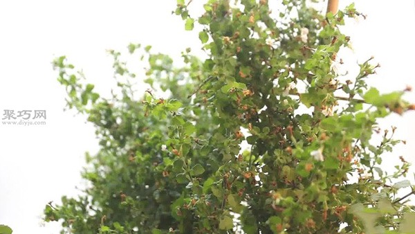 怎么样养护花朵 教你种花步骤(图4)